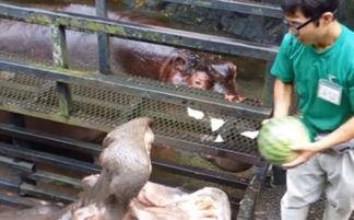 大河马吃瓜游戏视频,趣味横生的动物游戏大揭秘