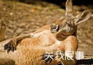 动物吃瓜苦的搞笑视频,吃瓜也能成喜剧大师！