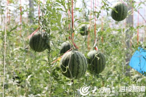 武陟乔庙吃瓜视频,一场网络热议的乡村生活缩影