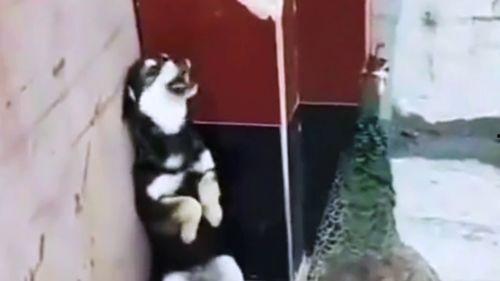 吃瓜看沙雕视频搞笑,沙雕视频里的欢乐时光