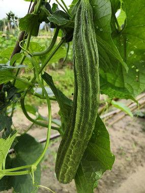 吃瓜中国真假视频,真假视频背后的真相大揭秘